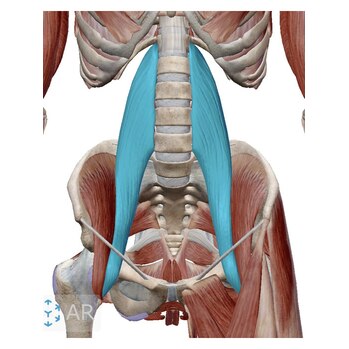 腰痛の話-4 腰が痛い原因は実はお腹の中にある？
