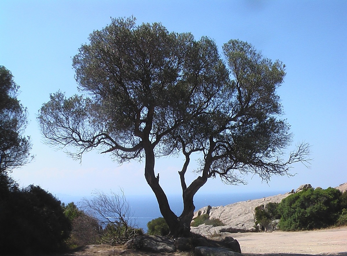 der baum zum meer.