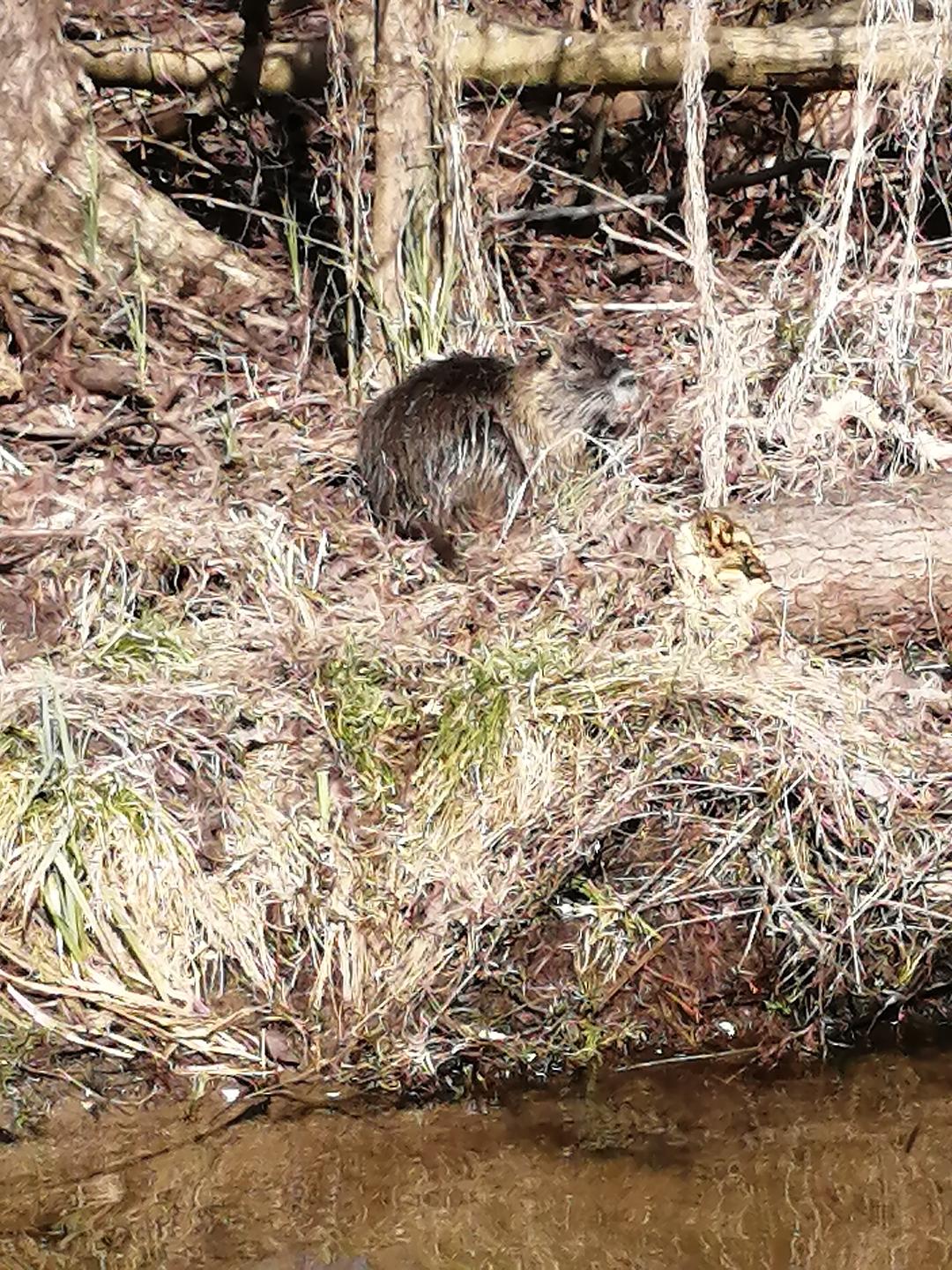 Der einheimische Biber an der Spree