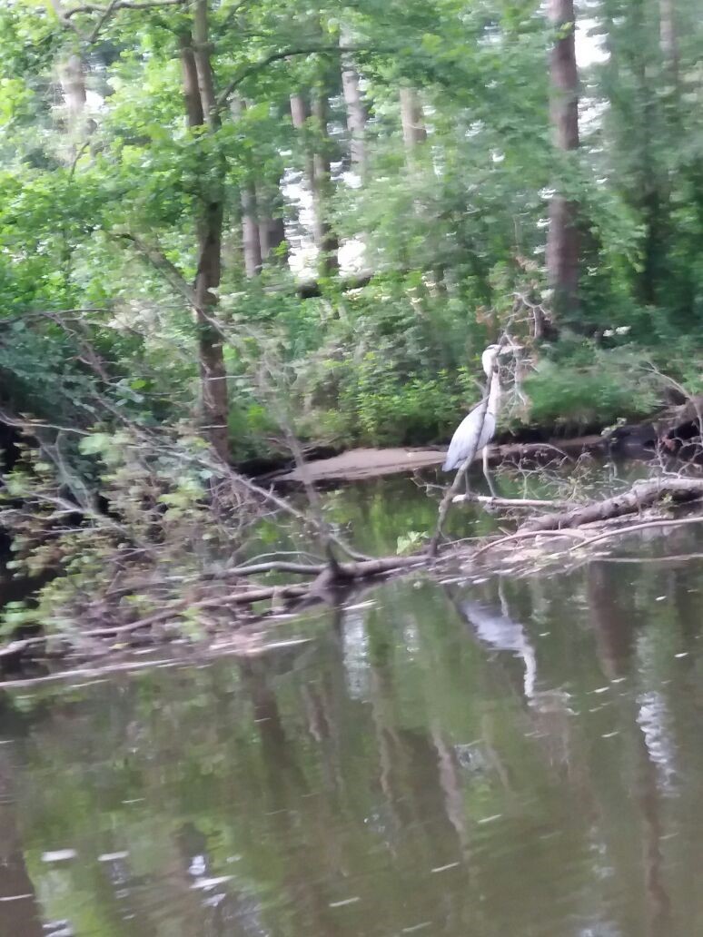 Vogelvielfalt an der Spree
