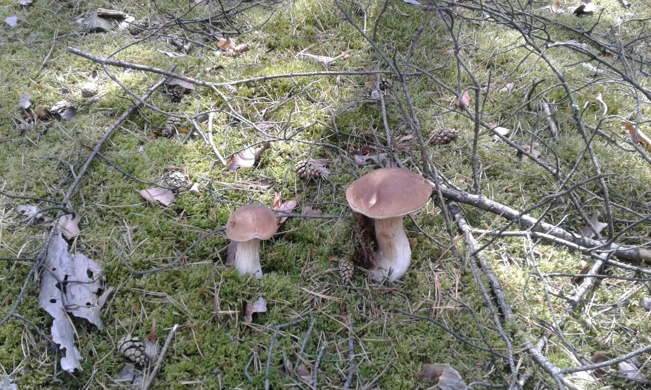 Pilzreichtum im Herbst