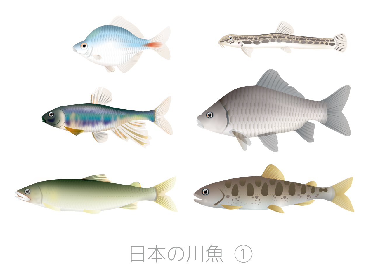 70以上 面白い魚 画像 人気の公開画像