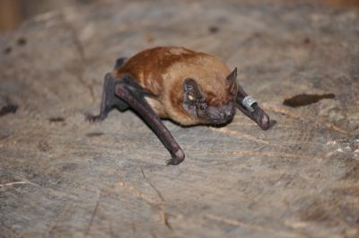 Fledermaus