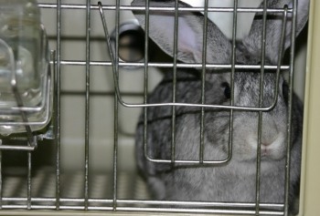 Kaninchen in einem Plastikkasten ohne jegliche Einstreu.  Foto: Ärzte gegen Tierversuche e.V.