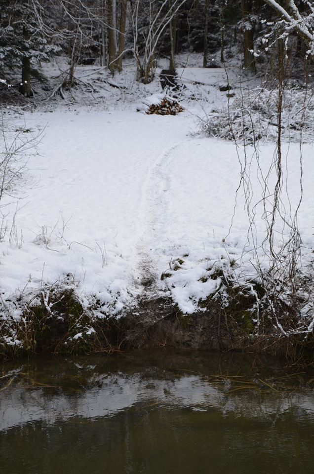  Biberspuren in den Wald hinein