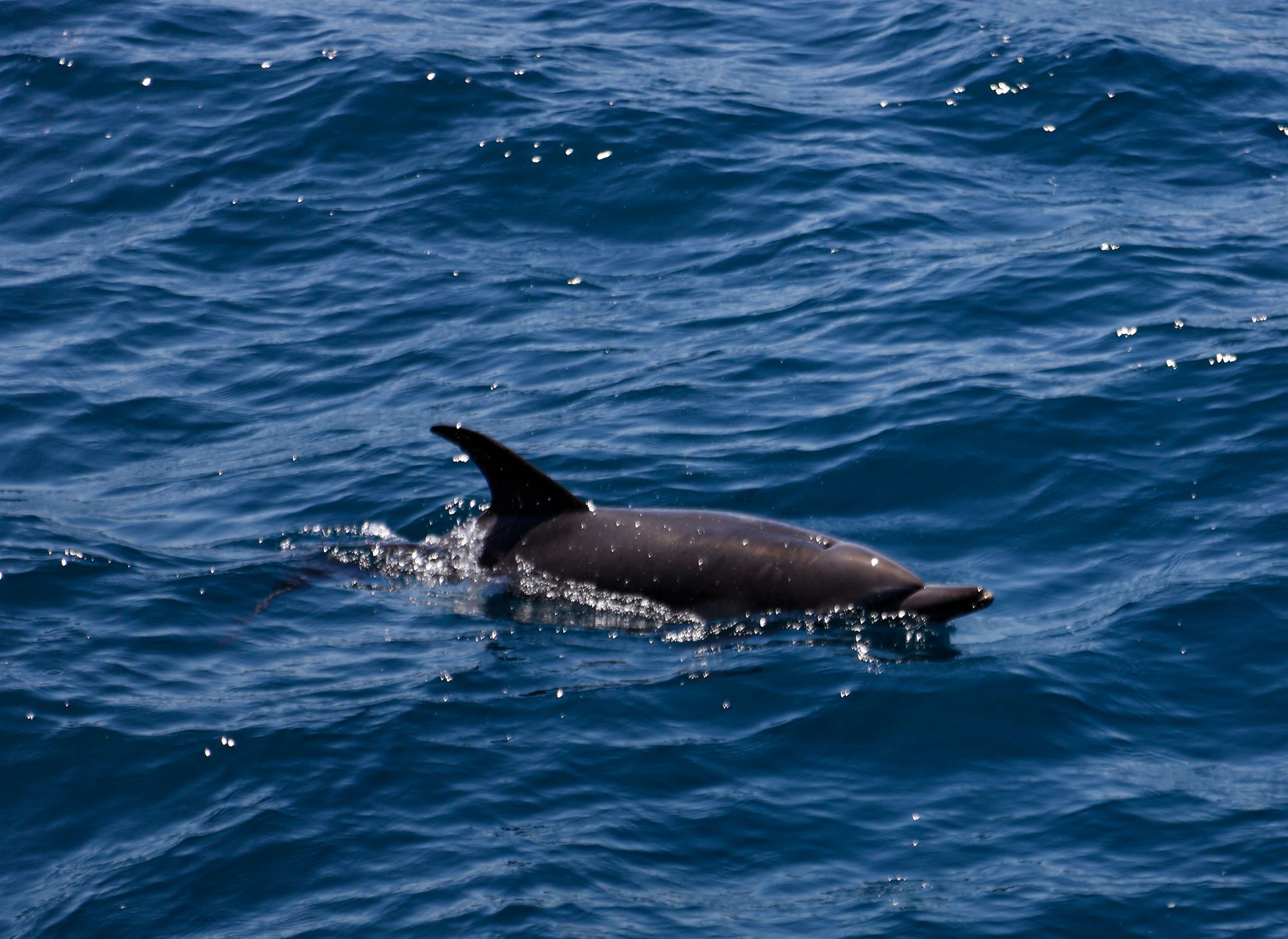 Der Gemeine Delfin Naturwelt/Gudrun Kaspareit/
