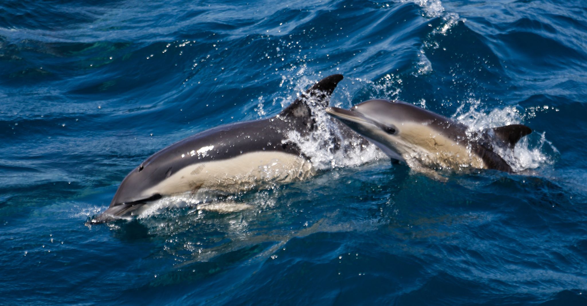 Der Gemeine Delfin Naturwelt/Gudrun Kaspareit/