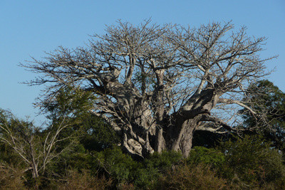 Baobabbaum