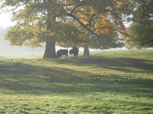 Wisent im Morgendunst Tierpark Sababurg