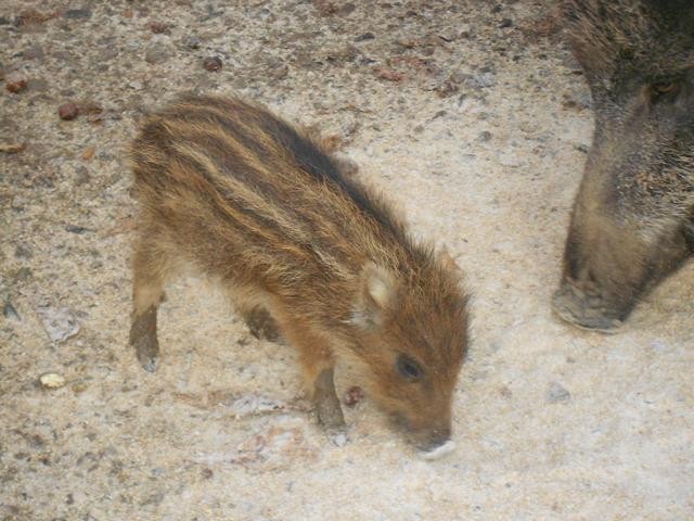 Frischling Tierpark Sababurg