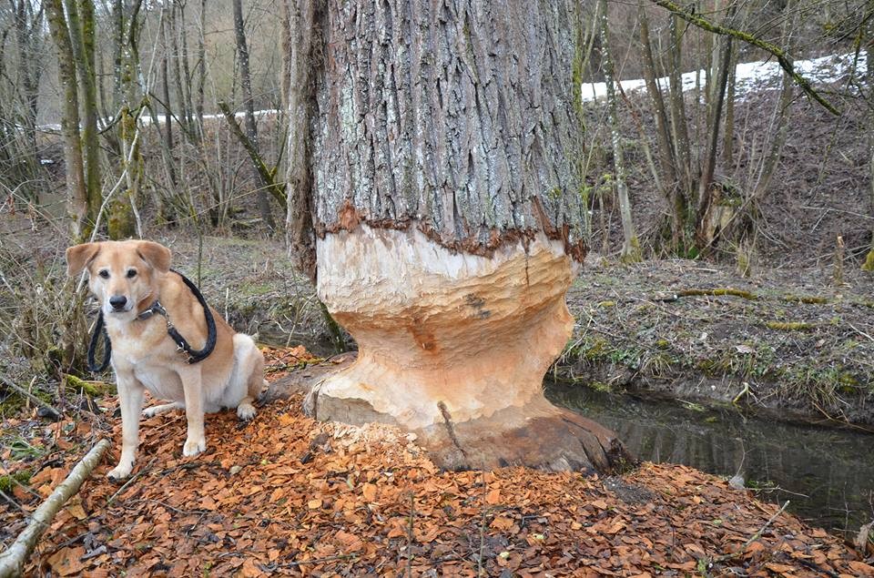 Angenagte Pappel mit Meiko zum Größenvergleich