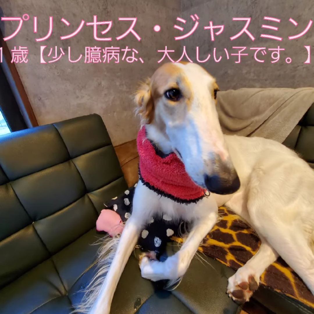 Dogrun遊 Youtubeチャンネル Dogrun遊