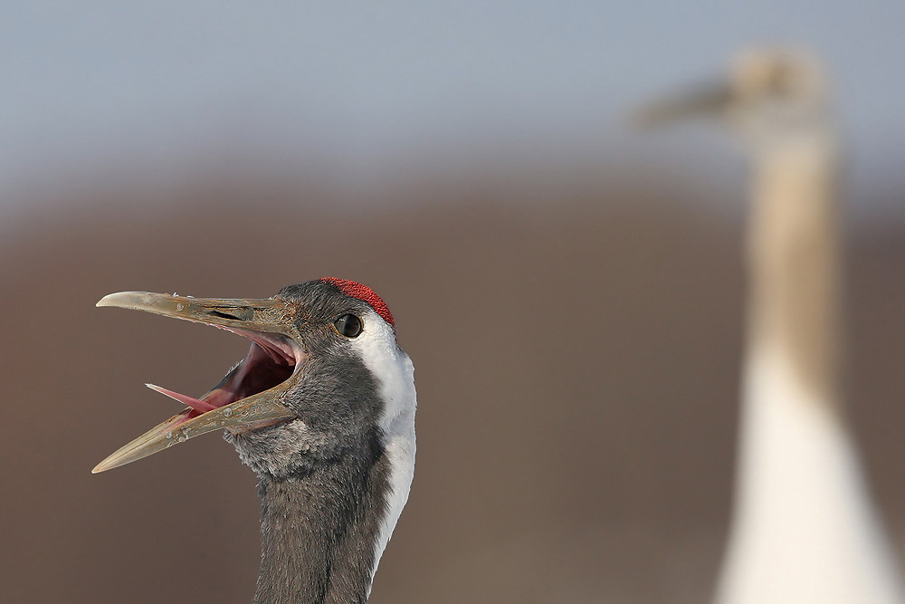 Mandschurenkranich (Grus japonensis)