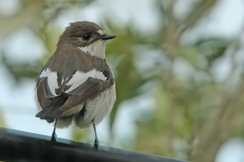 Trauerschnäpper (Ficedula hypoleuca)