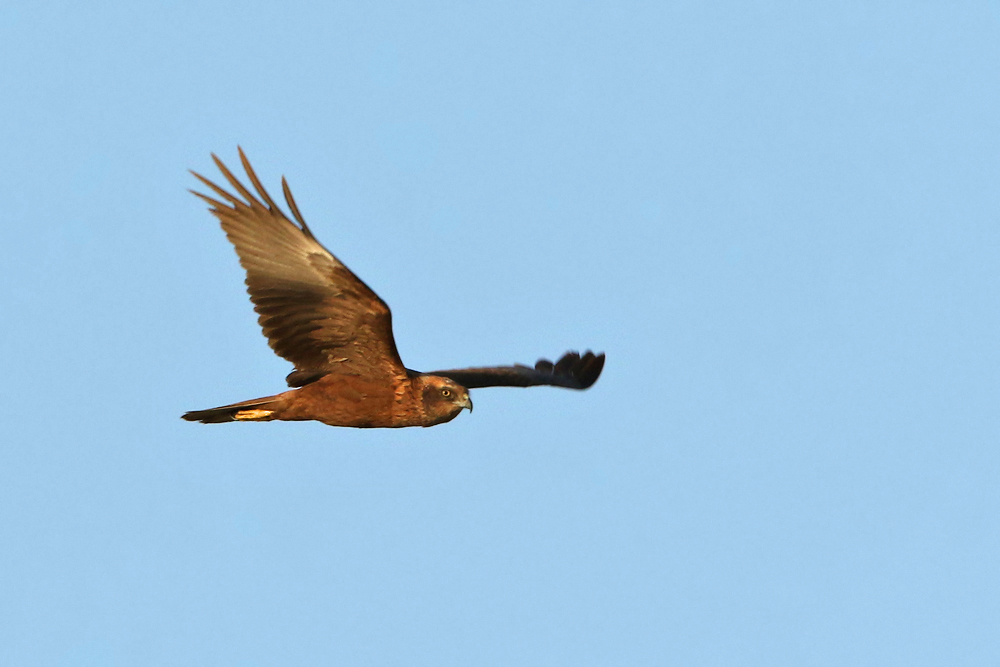 Rohrweihe (Circus aeruginosus)