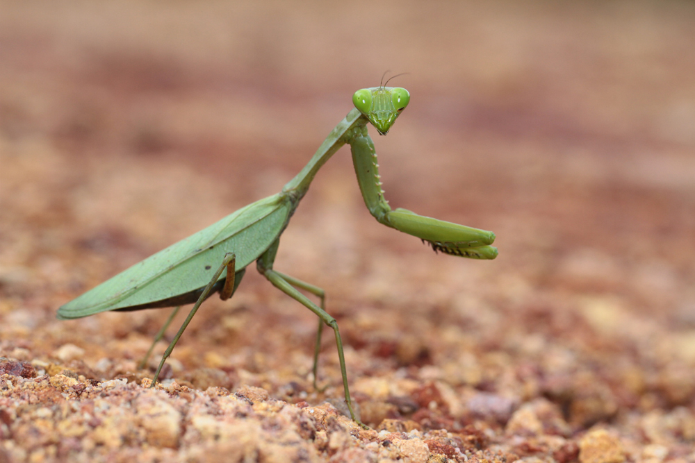 Indische Riesenmantis, Giant Asian Mantis (Hierodula membranacea) / Sinharaja