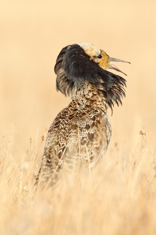 Kampfläufer, Ruff (Philomachus pugnax)