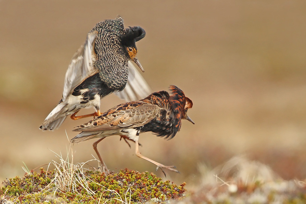 Kampfläufer, Ruff (Philomachus pugnax)