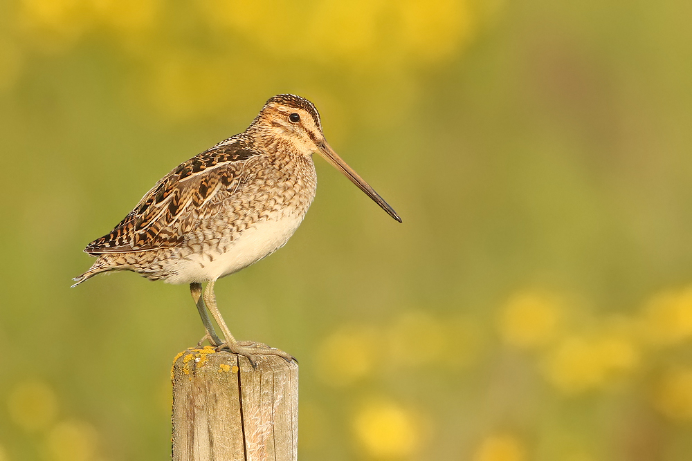 Bekassine (Gallinago gallinago)