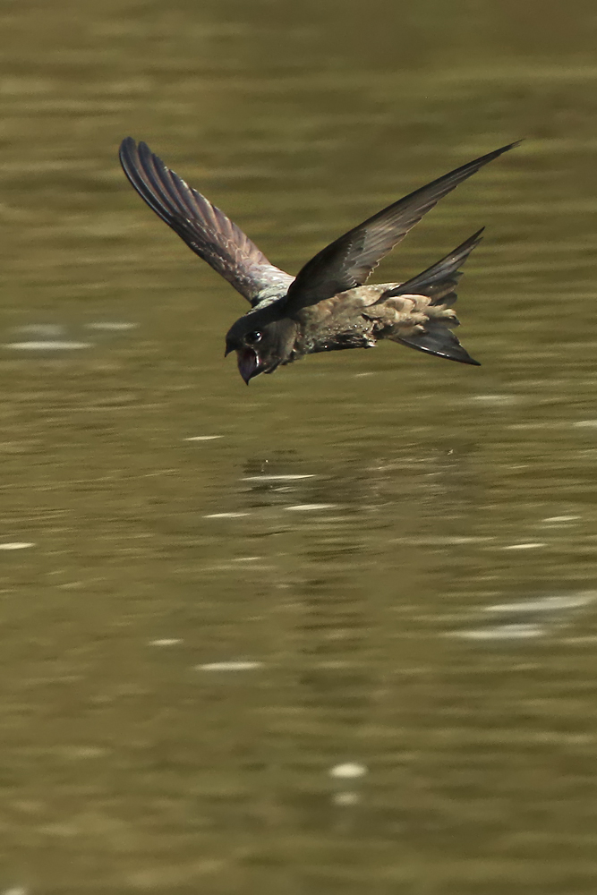 Mauersegler (Apus apus)