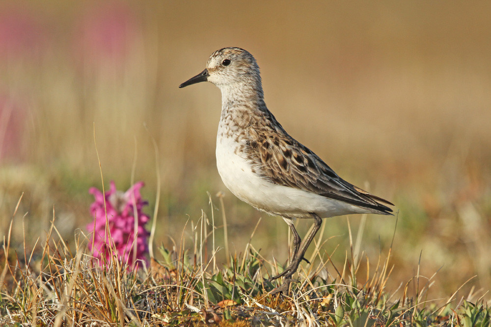 Sandstrandläufer, Semipalmated Sandpiper (Calidris pusilla)
