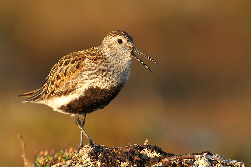 Alpenstrandläufer, Dunlin (Calidris alpina)