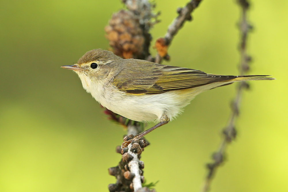 Berglaubsänger (Phylloscopus bonelli)