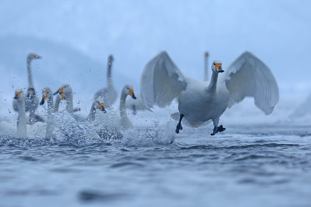 Singschwan (Cygnus cygnus) 