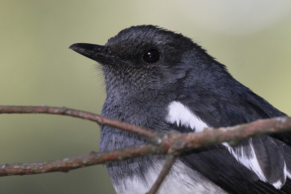 Dajaldrossel, Oriental Magpie Robin (Copsychus saularis) / Nuwara Eliya