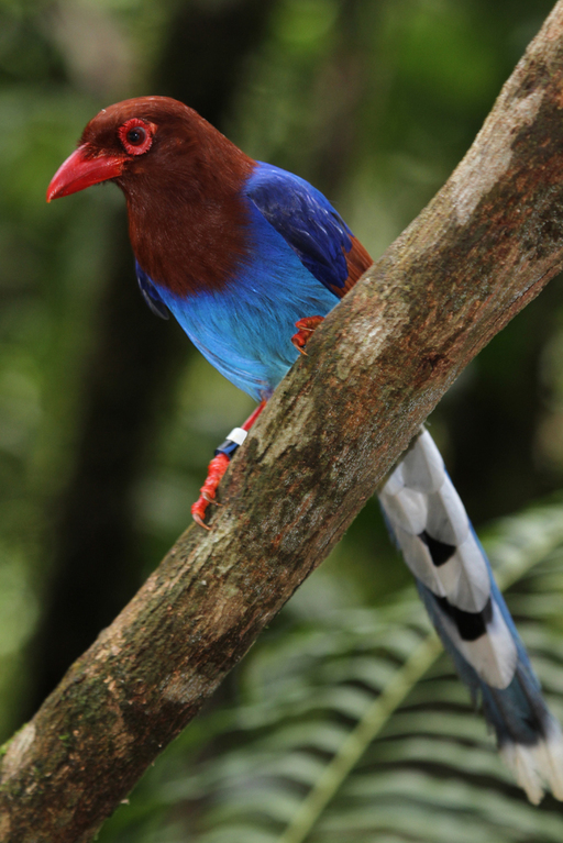 Schmuckkitta, Sri Lanka Blue Magpie (Urocissa ornata) / Sinharaja