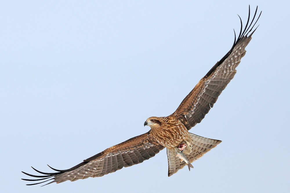 Schwarzohrmilan (Milvus migrans ssp. lineatus)