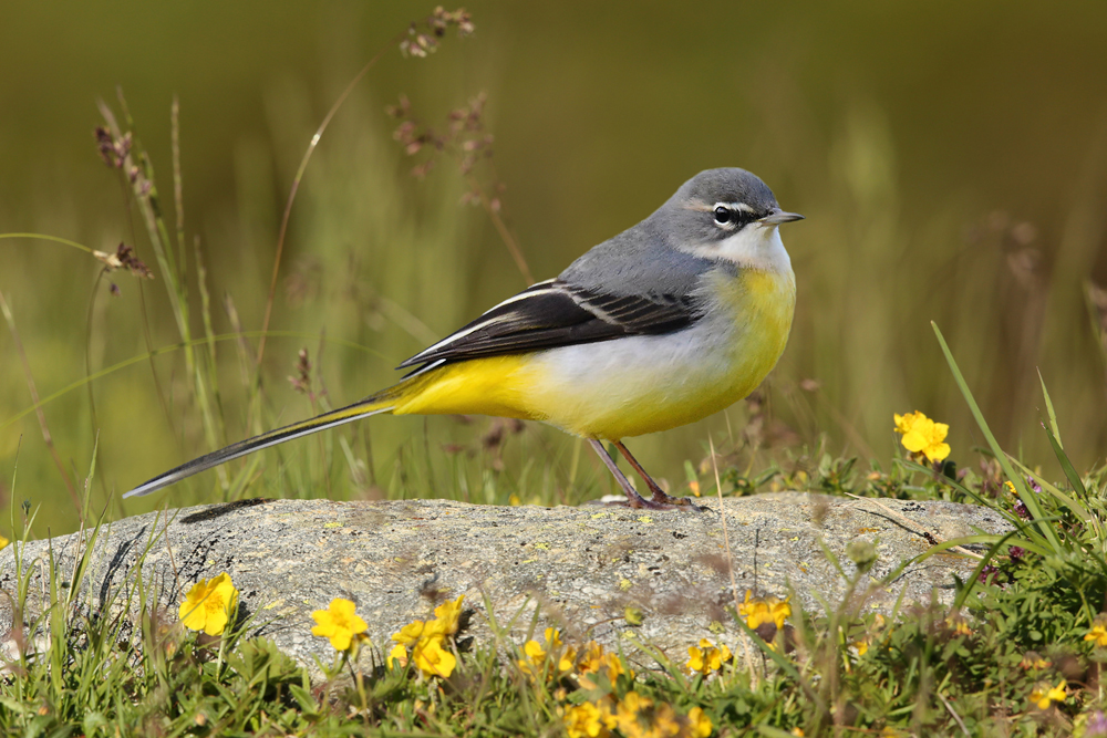 Gebirgsstelze (Motacilla cinerea)
