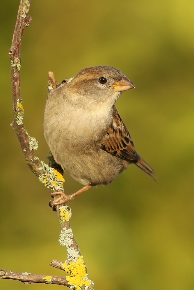 Haussperling (Passer domesticus) 