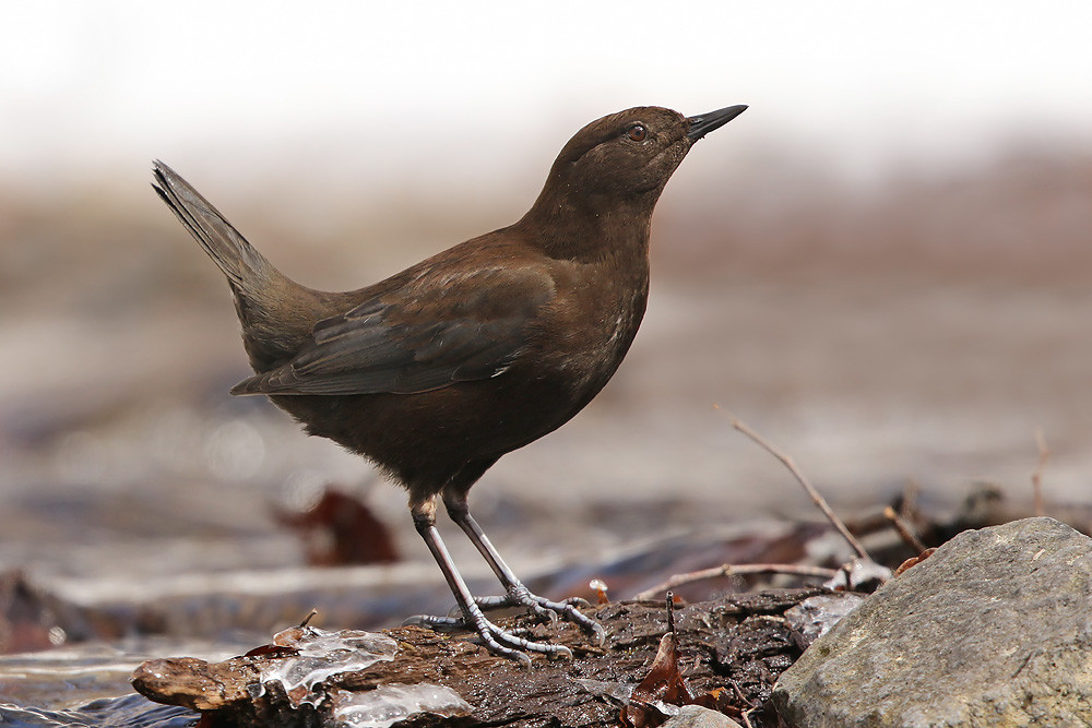 Flusswasseramsel (Cinclus pallasii)