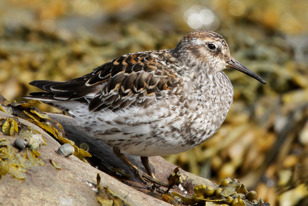 Meerstrandläufer, Purple Sandpiper (Calidris maritima)