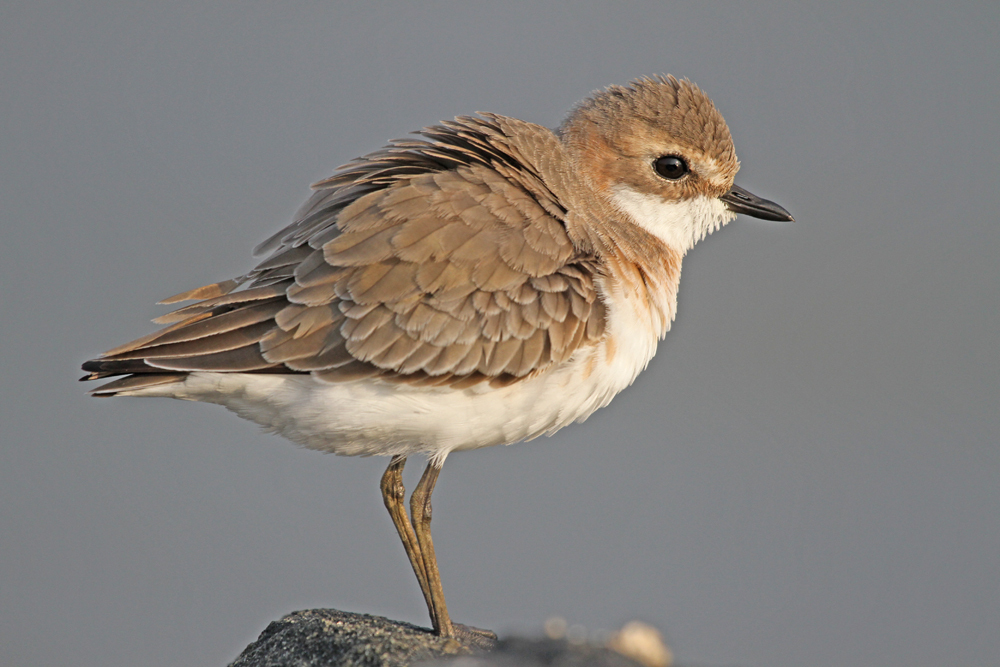 Mongolenregenpfeifer, Lesser Sand Plover (Charadrius mongolus) / Negombo