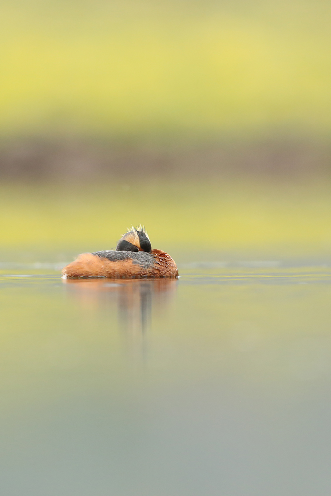 Ohrentaucher (Podiceps auritus)