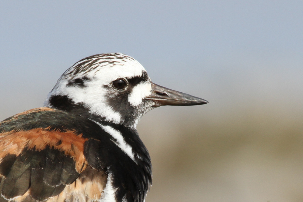 Steinwälzer, Ruddy Turnstone (Arenaria interpres)