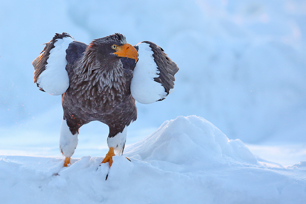 Riesenseeadler (Haliaeetus pelagicus)