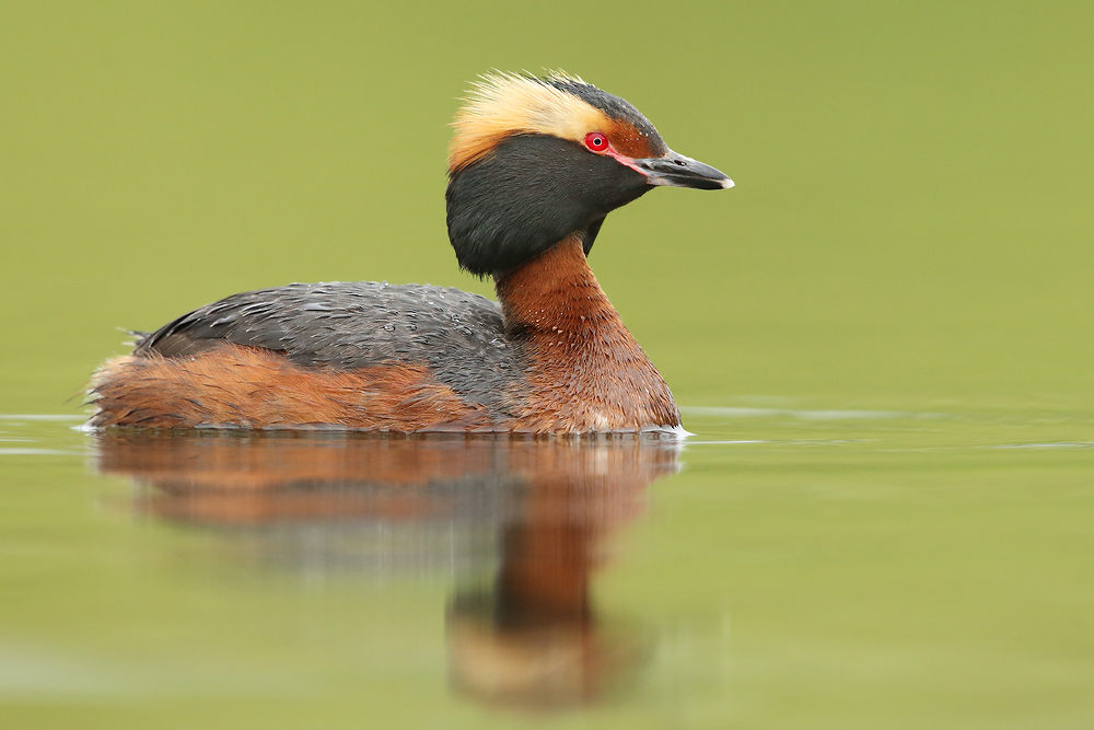 Ohrentaucher (Podiceps auritus)