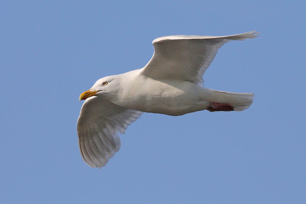 Eismöwe (Larus hyperboreus) 