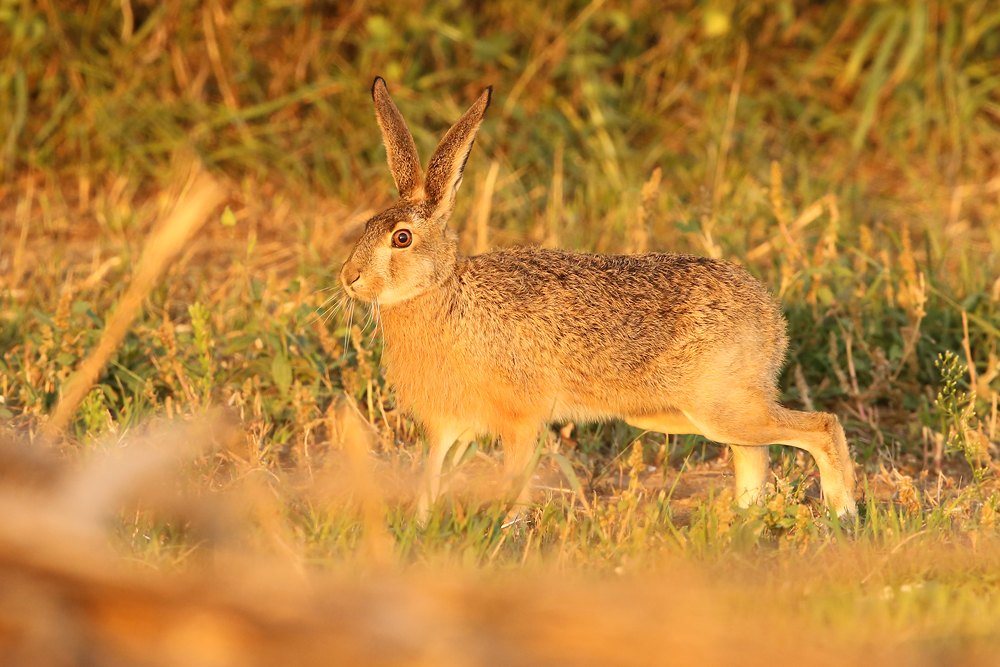 Feldhase (Lepus europaeus)