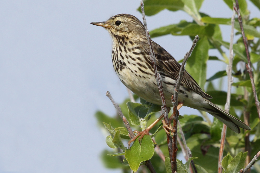 Rotkehlpieper, Red-throated Pipit (Anthus cervinus)