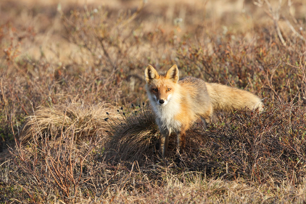 Rotfuchs, Red Fox (Vulpes vulpes)