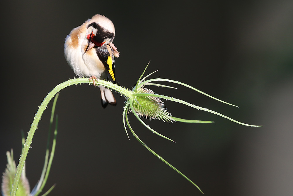Stieglitz (Carduelis carduelis)