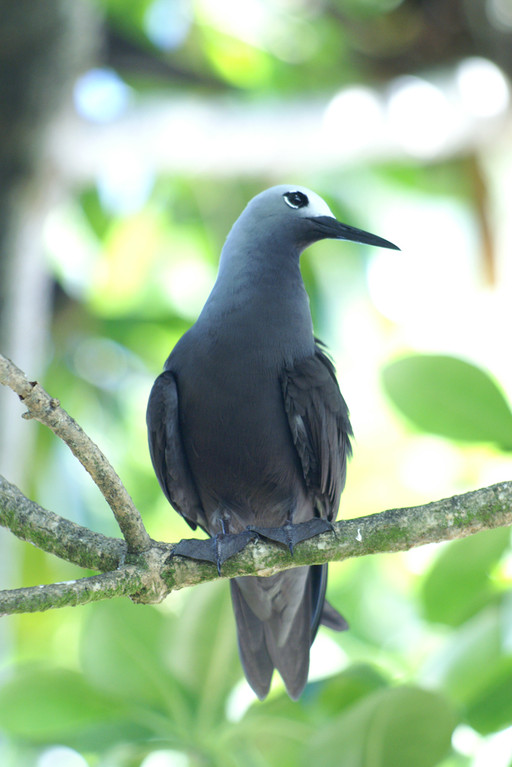 Schlankschnabelnoddi, Lesser Noddy (Anous tenuirostris) / Cousin