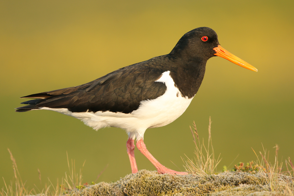 Austernfischer (Haematopus ostralegus)