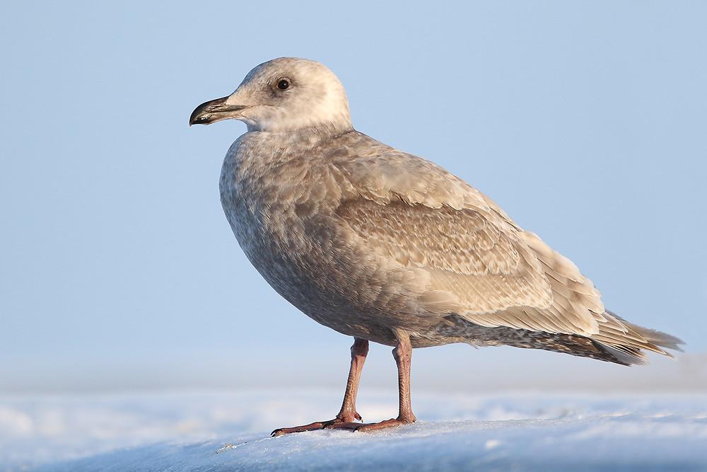Beringmöwe (Larus glaucescens) 