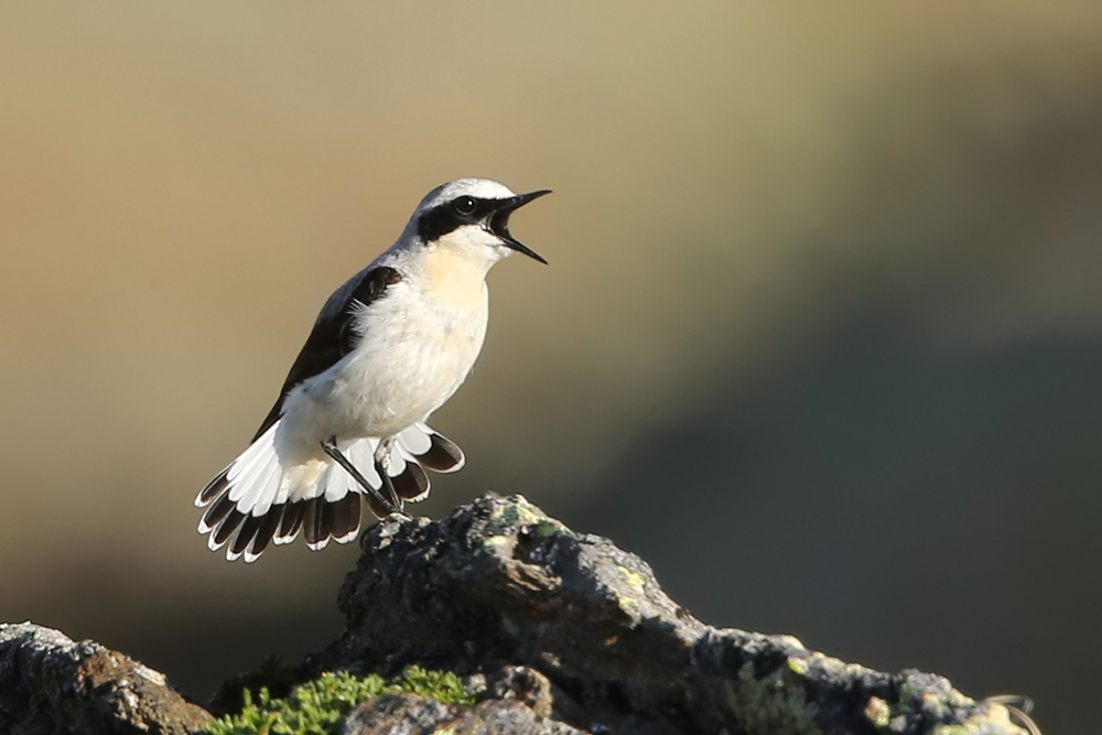 Steinschmätzer (Oenanthe oenanthe) 
