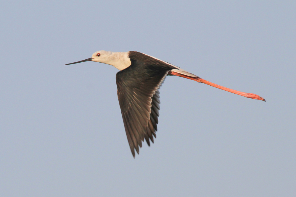 Stelzenläufer, Black-winged Stilt (Himantopus himantopus) / Kalametiya